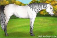 Horse Color:Gray Bay Dun Rabicano 