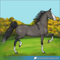 Horse Color:Grullo Splash Rabicano 