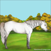 Horse Color:Gray Silver Brown Dun Rabicano 