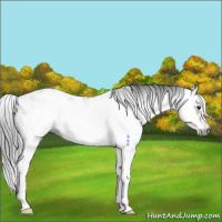 Horse Color:Gray Brown Dun Sabino 