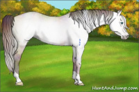 Horse Color:Gray Nacre Smoky Grullo Pearl Tobiano Rabicano 