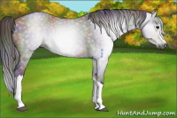 Horse Color:Gray Nacre Grullo 