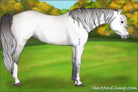Horse Color:Gray Nacre Bay Dun 
