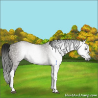 Horse Color:Gray Grullo Tobiano Rabicano 