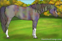 Horse Color:Nacre Grullo 