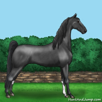 Horse Color:Blue Roan 
