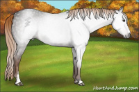 Horse Color:Gray Liver Chestnut Sabino 