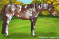 Horse Color:White Spotted Chocolate Brown