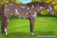 Horse Color:White Spotted Chocolate Grullo Appaloosa 