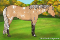 Horse Color:White Spotted Silver Buckskin Dun 