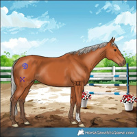 Horse Color:Silver Bay 