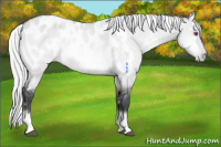 Horse Color:White Spotted Silver Bay Chinchilla Dun Tobiano Appaloosa Rabicano 