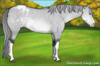 Horse Color:Brown Chinchilla Roan Dun Mushroom Appaloosa Brindle 