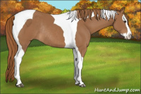 Horse Color:Chestnut Splash Tobiano Rabicano 