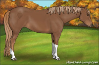 Horse Color:Chestnut Tobiano Rabicano