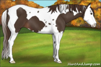Horse Color:Liver Chestnut Splash Tobiano 