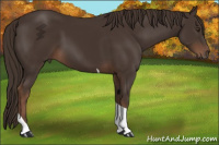 Horse Color:Liver Chestnut Sabino Tobiano