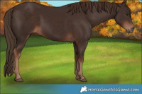 Horse Color:Liver Chestnut Rabicano 