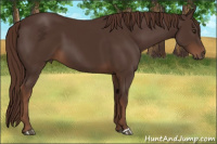 Horse Color:Liver Chestnut 