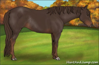 Horse Color:Liver Chestnut Rabicano 