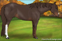 Horse Color:Liver Chestnut 
