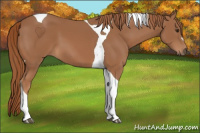 Horse Color:Chestnut Tobiano 