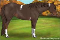 Horse Color:Liver Chestnut Tobiano