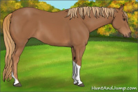 Horse Color:Chestnut Tobiano