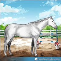 Horse Color:Gray Black 