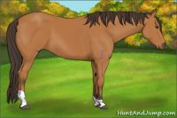 Horse Color:Buckskin Tobiano Rabicano 