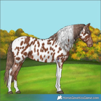 Horse Color:Chestnut Tobiano Appaloosa Rabicano 