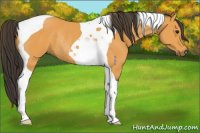 Horse Color:Buckskin Tobiano Rabicano 