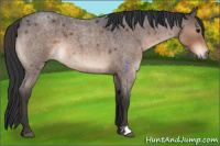 Horse Color:Brown Roan