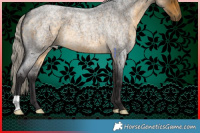 Horse Color:Silver Buckskin Roan 