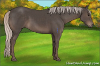 Horse Color:Silver Black Sabino