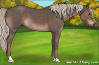 Horse Color:Silver Blue Roan