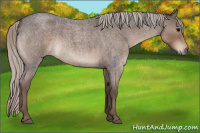 Horse Color:Silver Blue Roan 
