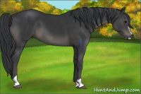 Horse Color:Black Sabino