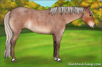 Horse Color:Silver Bay Roan