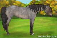 Horse Color:Smoky Blue Roan 