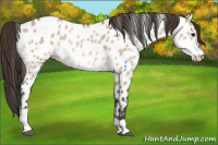 Horse Color:Bay Roan Dun Tobiano Appaloosa 