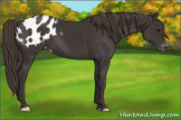 Horse Color:Smoky Black Appaloosa