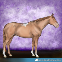 Horse Color:Gold Champagne Tobiano 