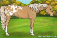 Horse Color:Palomino Appaloosa 
