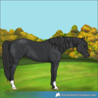 Horse Color:Black 