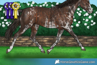 Horse Color:White Spotted Liver Chestnut  and White Spotted Liver Chestnut 