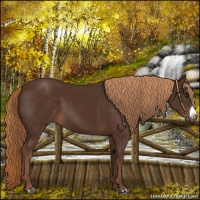 Horse Color:Liver Chestnut Frame Rabicano