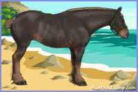 Horse Color:Liver Chestnut Rabicano 