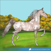 Horse Color:Platinum White Spotted Gold Champagne