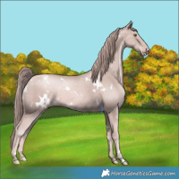 Horse Color:Platinum White Spotted Gold Champagne 
